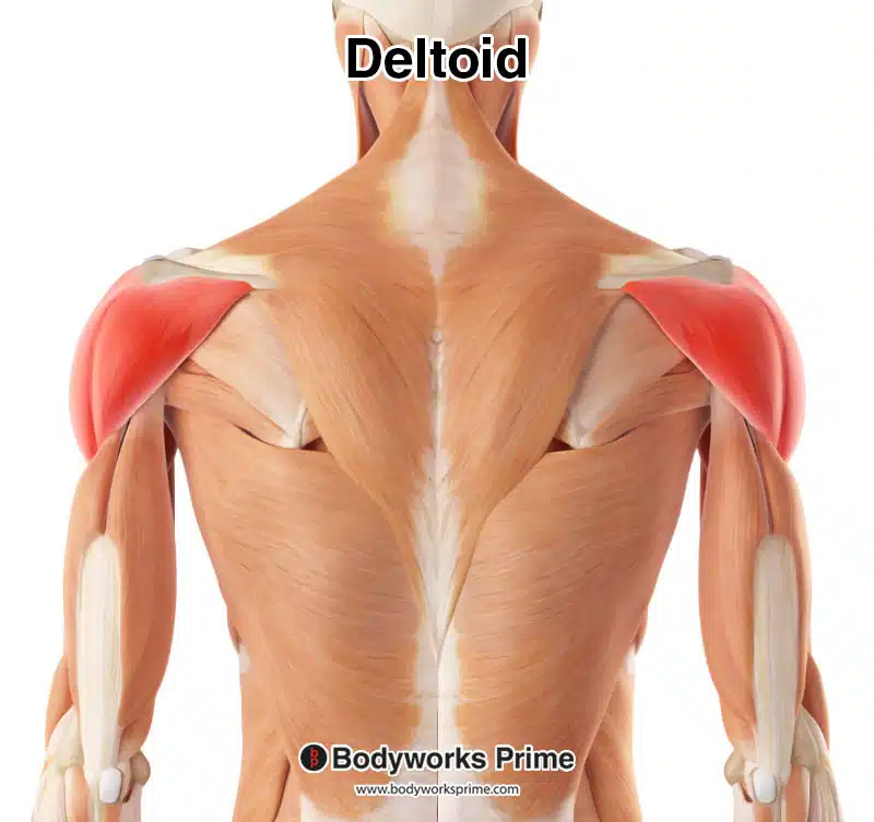 deltoid muscle highlighted in red amongst the other muscles of the body, posterior view