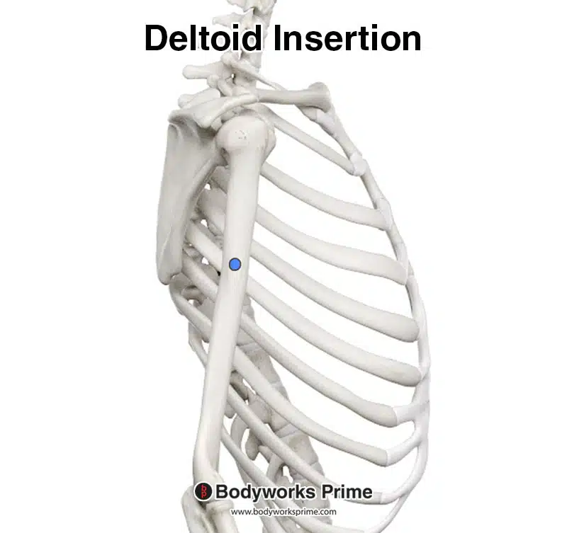 insertion of the deltoid on the deltoid tuberosity of the humerus