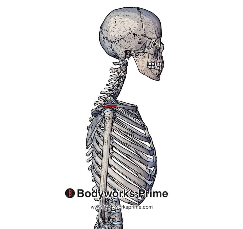 origin of the intermediate/lateral head of the deltoid