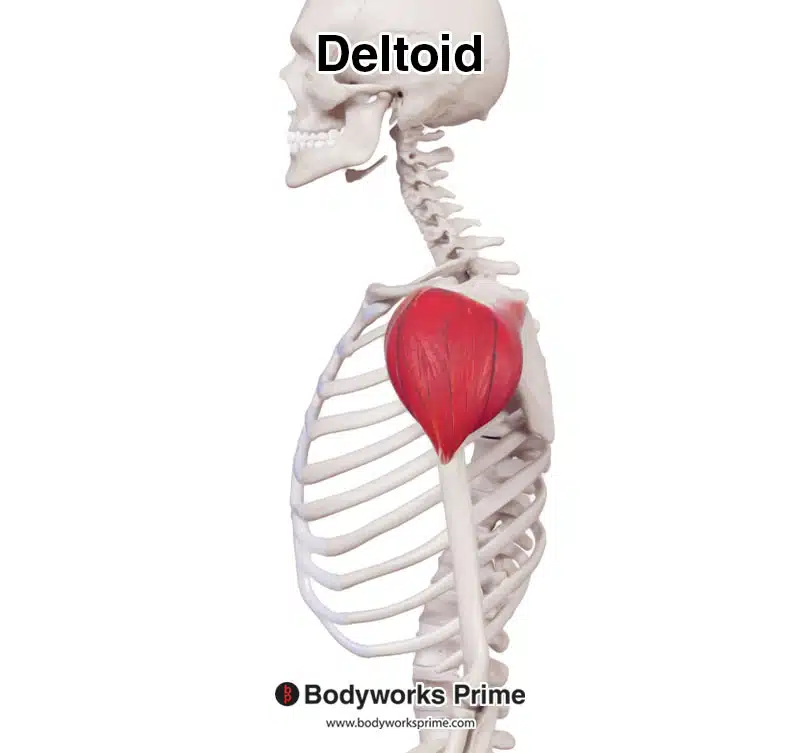 middle head of the deltoid