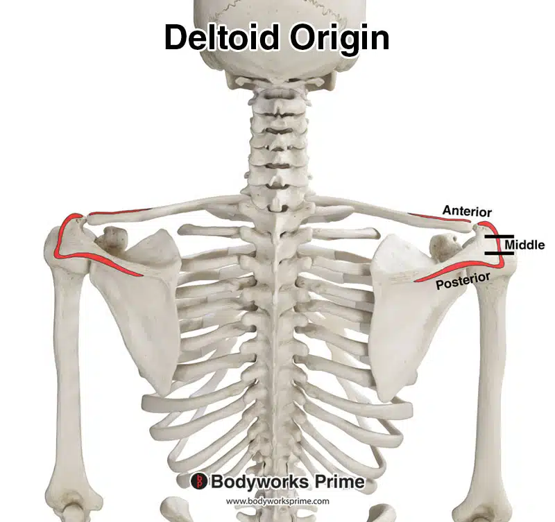 origin of the deltoid muscle