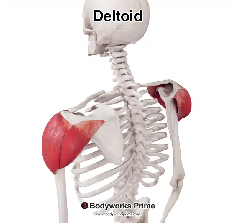 posterior head of the deltoid