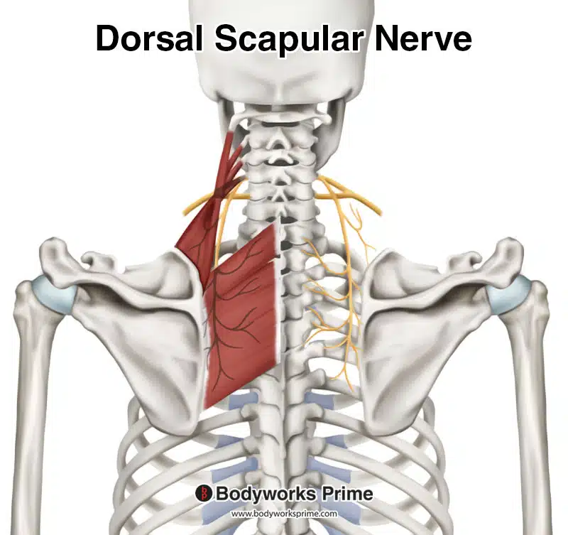 dorsal scapular nerve