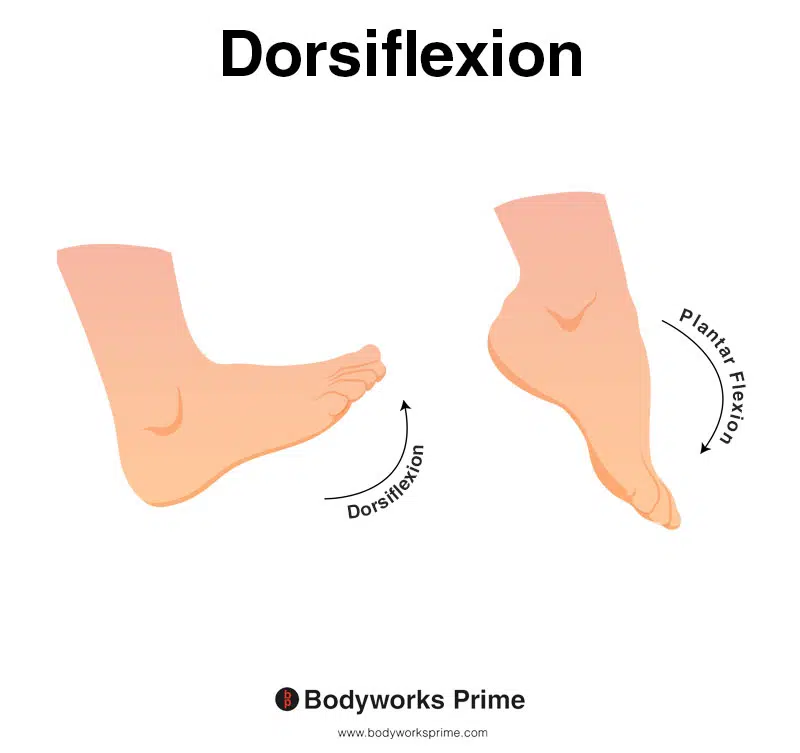 Image of a person demonstrating the movement of foot dorsiflexion.