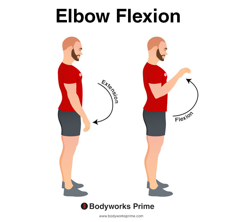 Image of a person demonstrating the movement of elbow flexion.