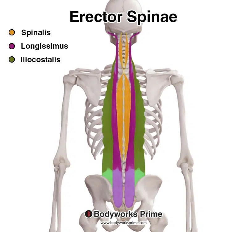 erector spinae individual muscles highlighted