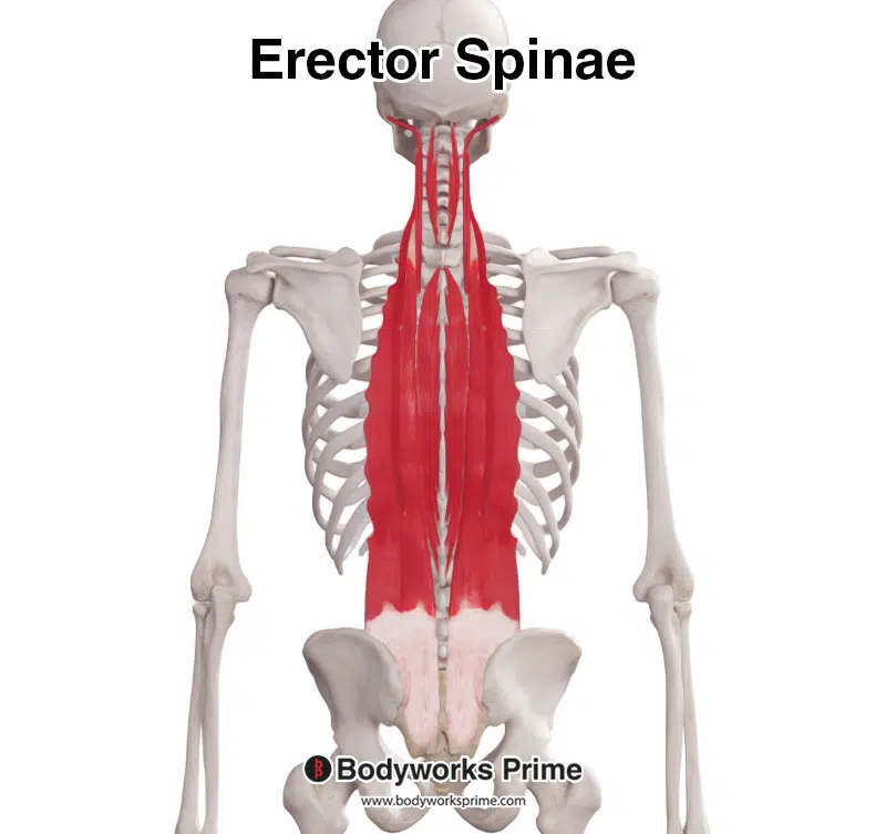 anatomy image of the erector spinae muscles
