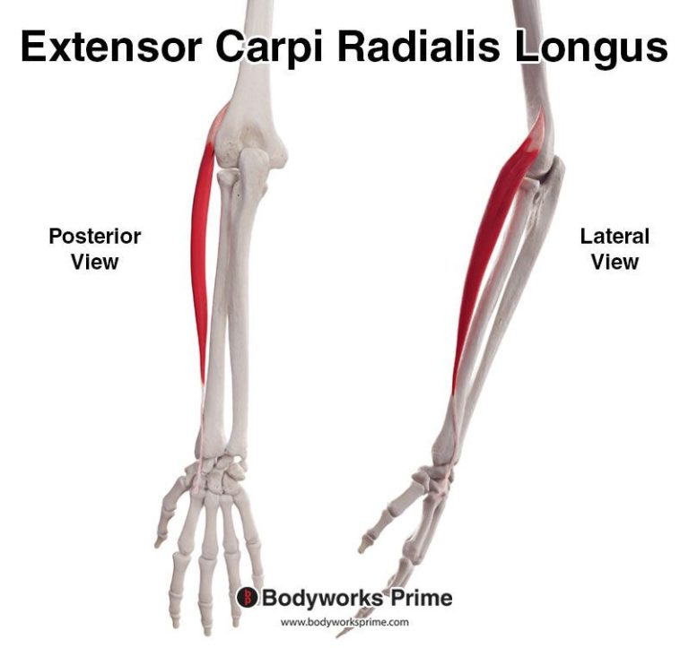 Extensor Carpi Radialis Longus muscle anatomy diagram
