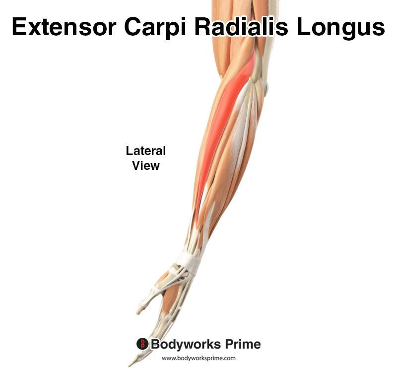 Extensor carpi radialis longus within the surrounding superficial forearm extensor group