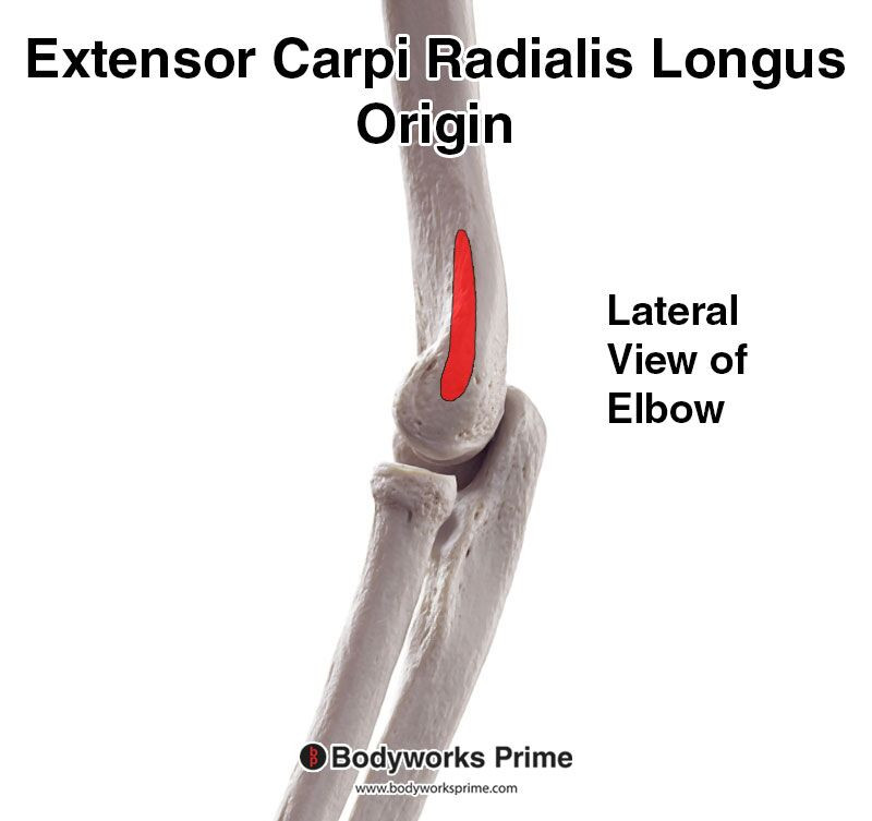 Extensor carpi radialis longus origin marked in red