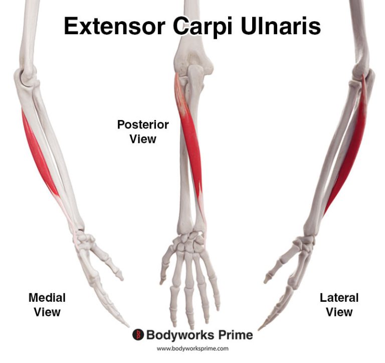 Extensor Carpi Ulnaris muscle anatomy diagram