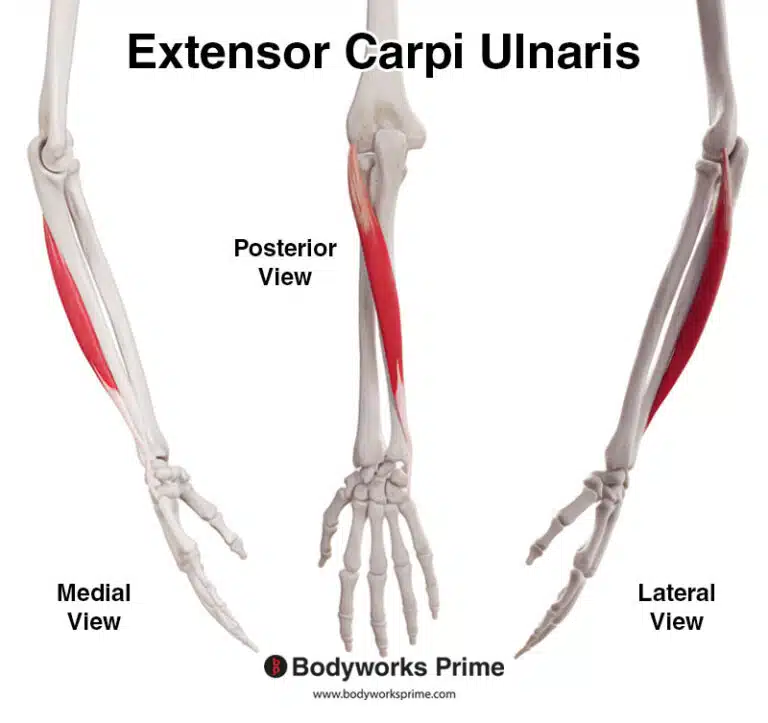 Extensor Carpi Ulnaris Muscle Anatomy