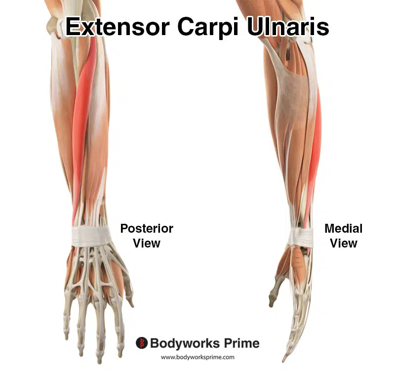 Extensor carpi ulnaris highlighted in red amongst the other muscles of the arm