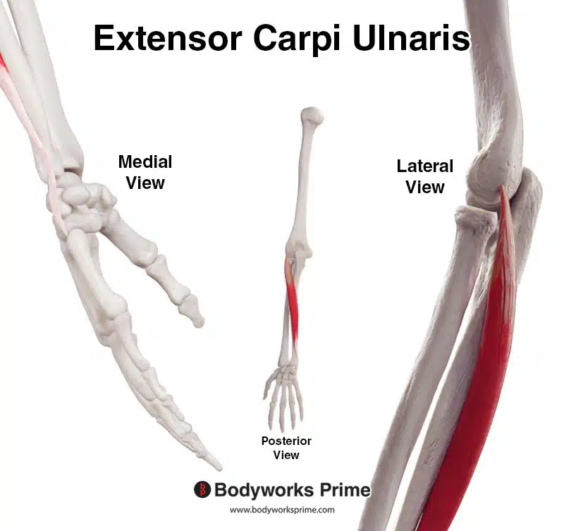 Extensor carpi ulnaris muscle tendons