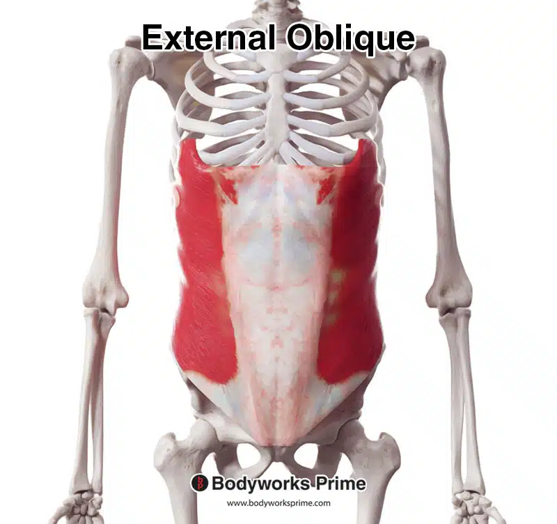 external oblique anterior view
