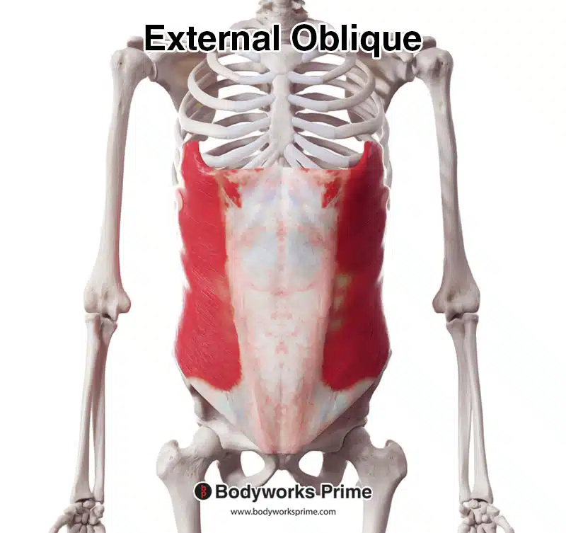 external and internal obliques