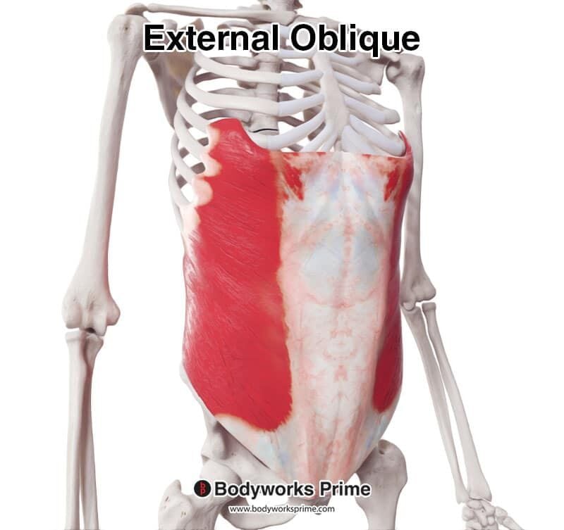 External Oblique Muscle Anatomy - Bodyworks Prime