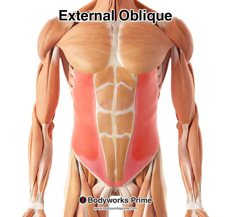 external oblique highlighted in red