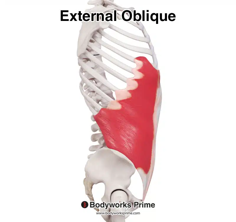 external oblique lateral view