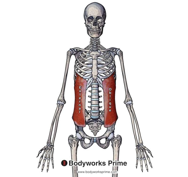 external oblique muscle