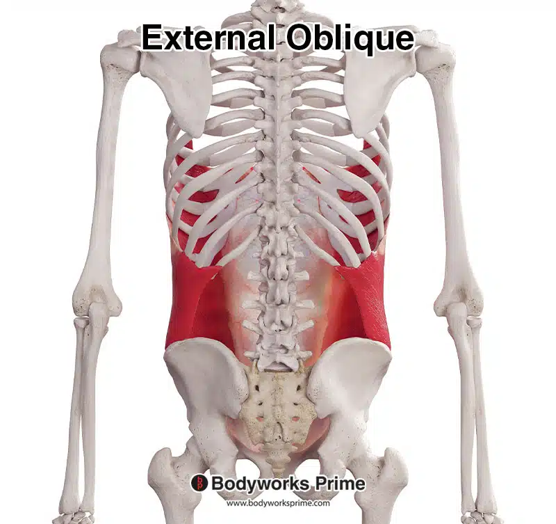 external oblique posterior view