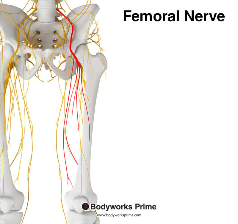 Femoral nerve highlighted in red