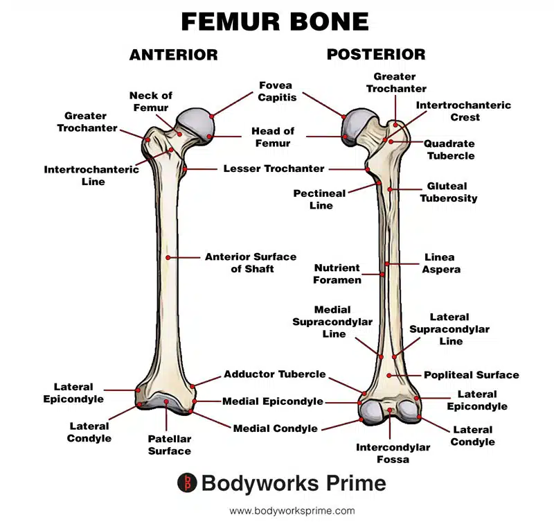 Image of the bony landmarks of the femur