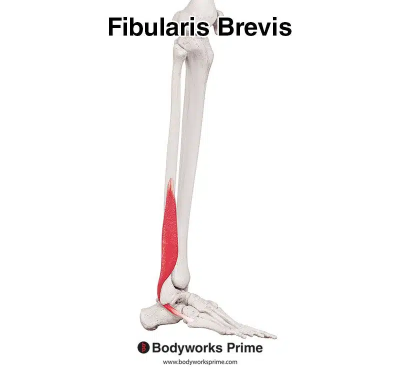 fibularis brevis lateral view