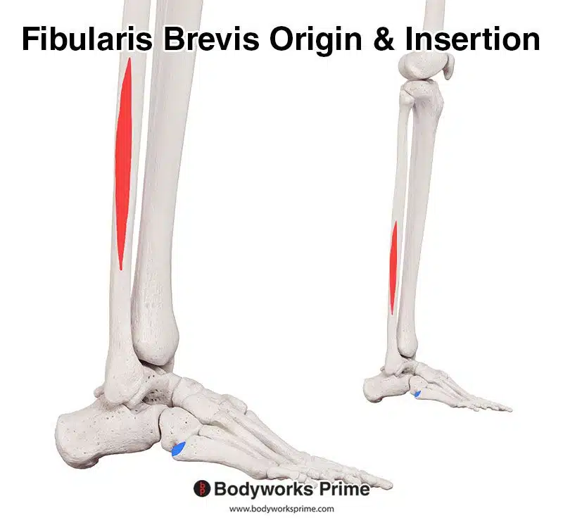 fibularis brevis origin and insertion