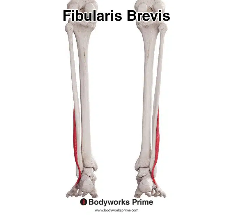 fibularis brevis posterior view