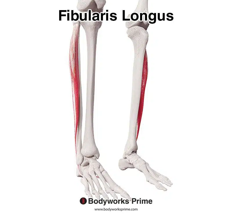fibularis longus anterolateral view