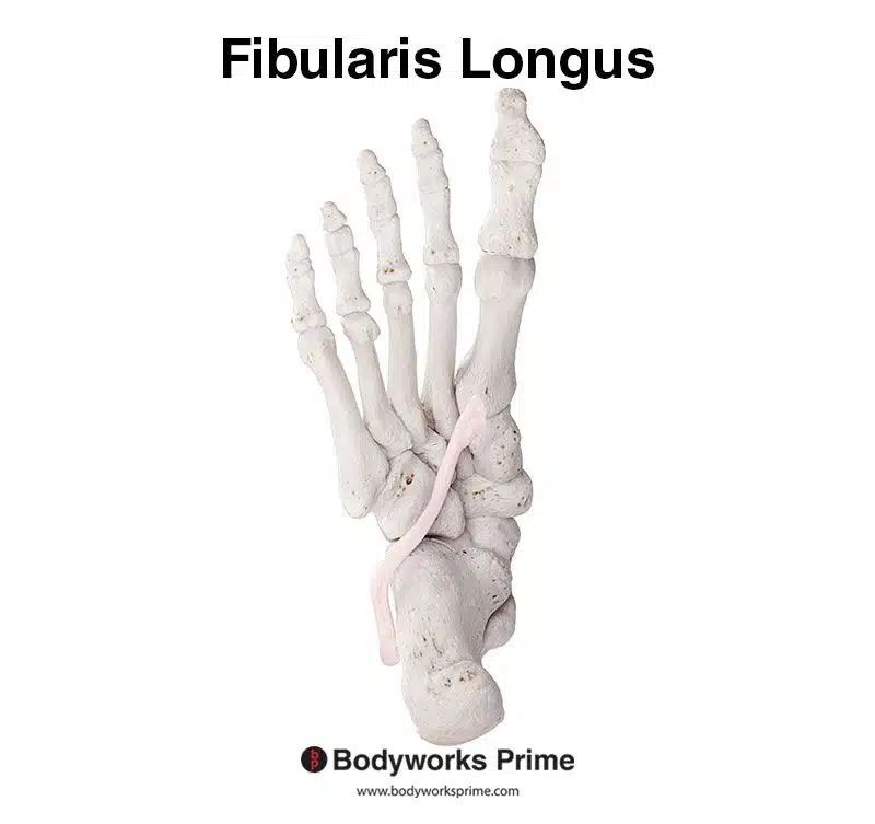 fibularis longus underneath foot