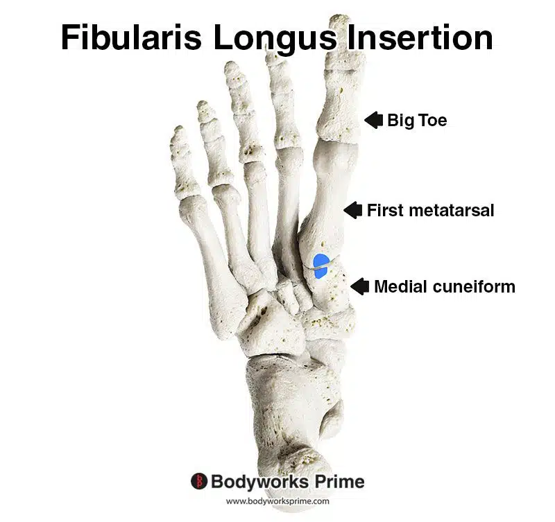 Fibularis longus insertion marked in blue