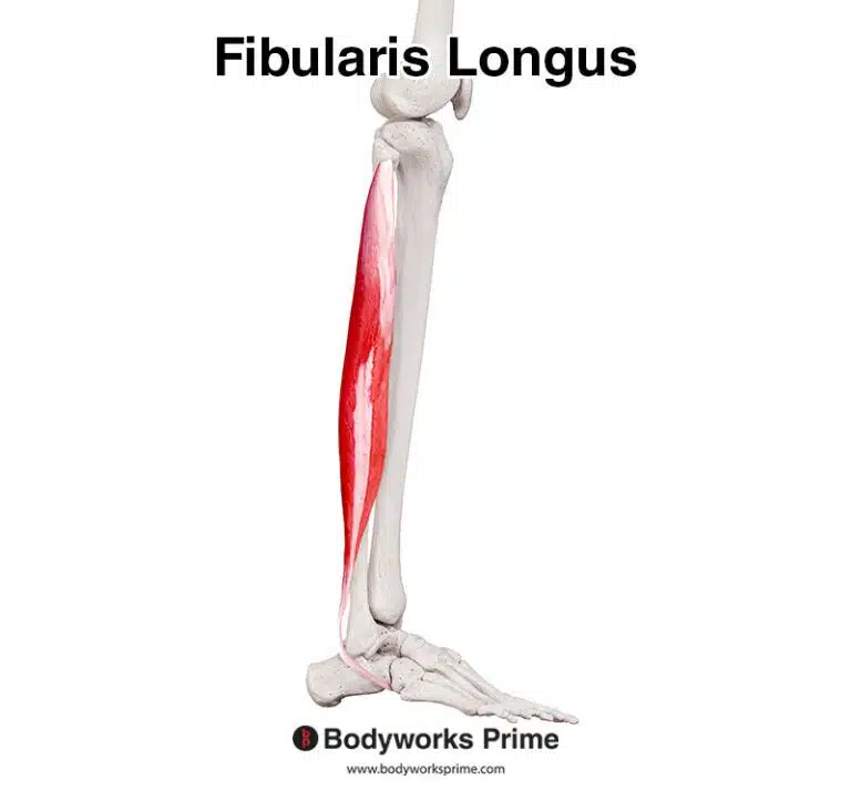 Fibularis Longus Muscle Anatomy