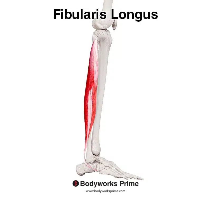 fibularis longus lateral view