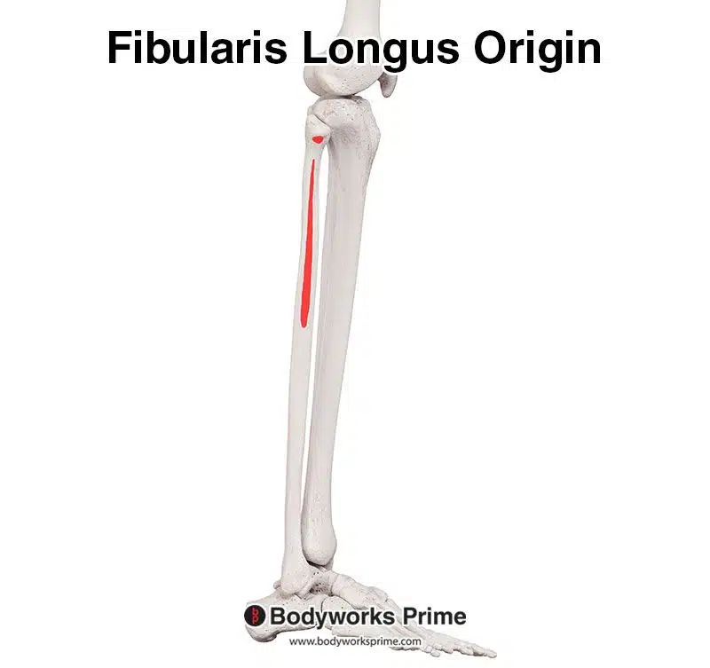 Fibularis longus origin marked in red
