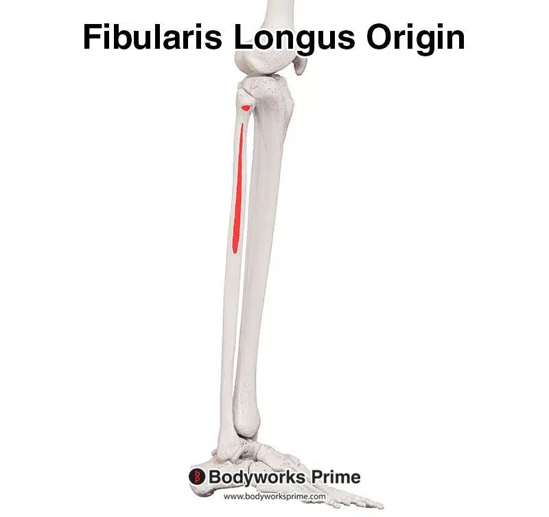 Fibularis Longus Origin And Insertion