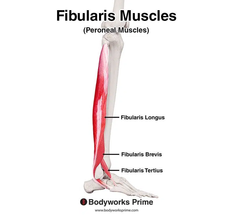 three fibularis muscles (aka peroneus muscles), fibularis longus, fibularis brevis, and fibularis tertius