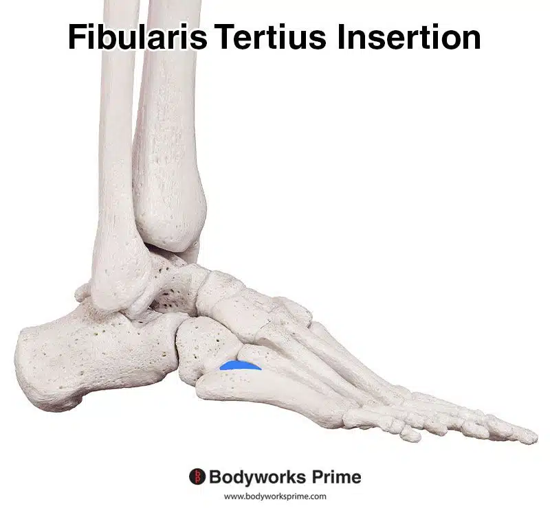 fibularis tertius insertion marked in blue
