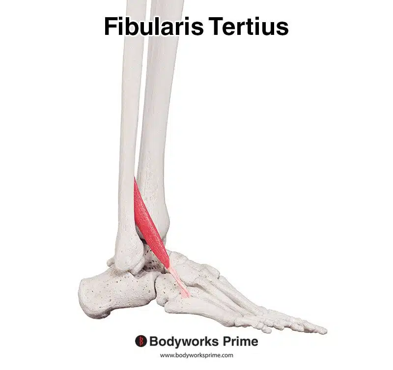 fibularis tertius lateral view