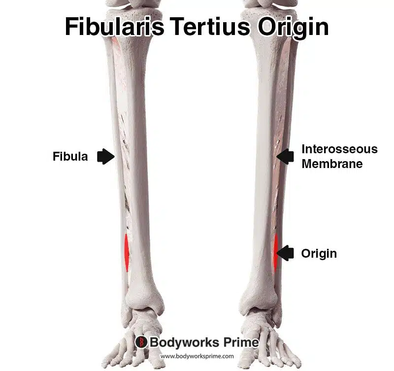 fibularis tertius origin marked in red