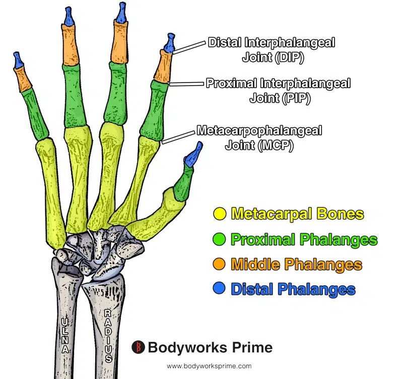 A labelled diagram of the bones and the joints of the phalanges of the hand.