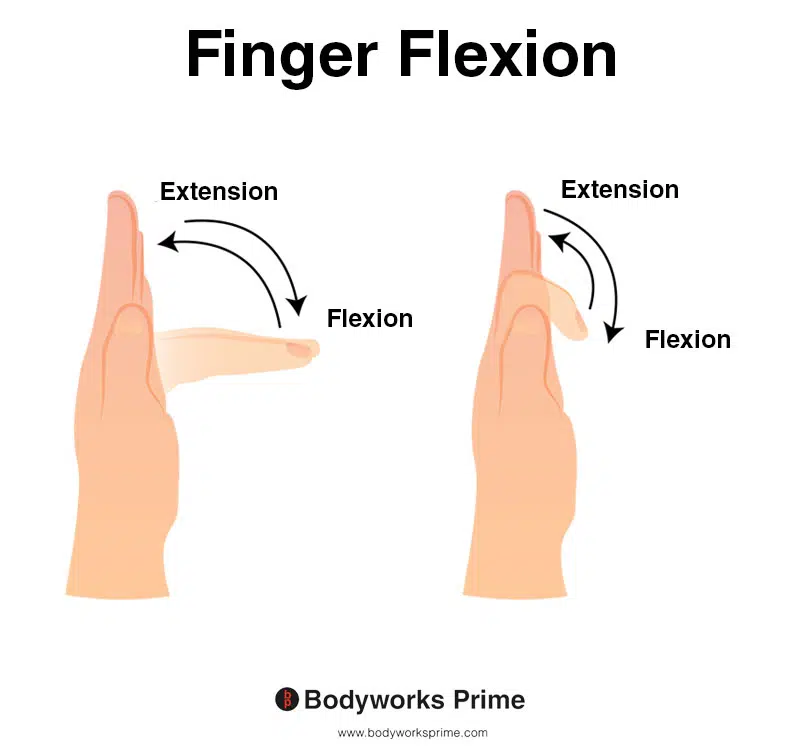 Image of a hand demonstrating the movement of finger flexion.