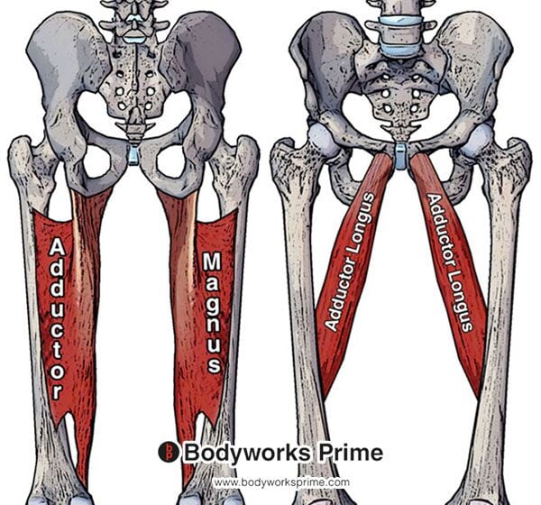 Vastus Medialis Muscle Flashcards - Bodyworks Prime