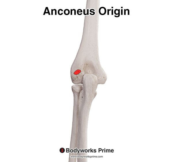 Anconeus Muscle Flashcards Origin answer diagram