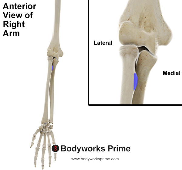 Biceps Brachii Muscle Flashcards Insertion (Bone) answer diagram