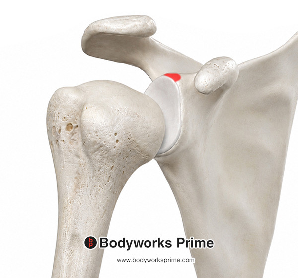 Biceps Brachii Muscle Flashcards Long Head Origin answer diagram