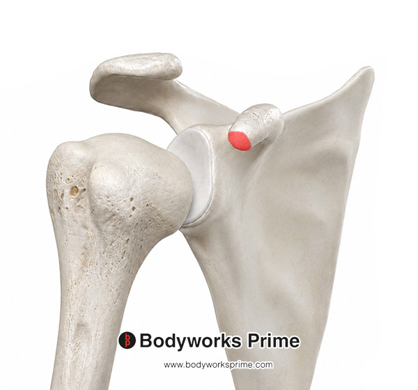 Biceps Brachii Muscle Flashcards Short Head Origin answer diagram