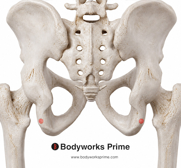 Biceps Femoris Muscle Flashcards Origin (Long Head) answer diagram