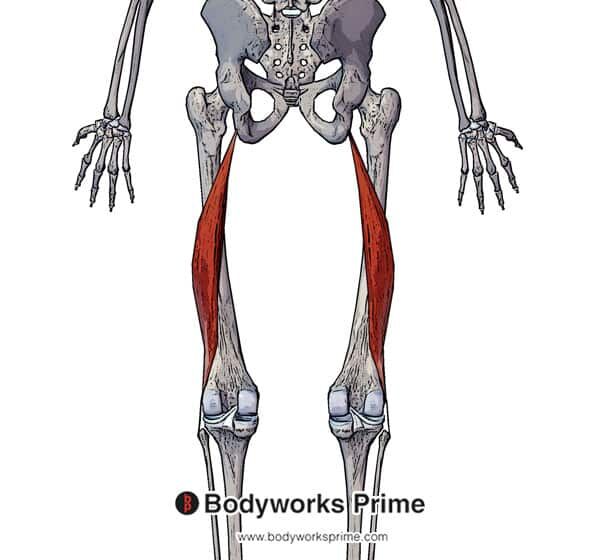 Biceps Femoris Muscle Flashcards - Bodyworks Prime